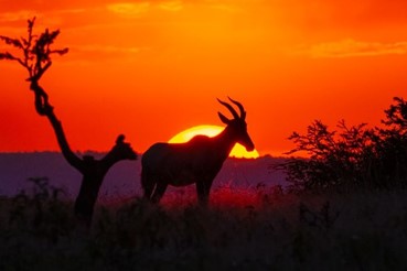 photo of Selous Game Reserve & Mikumi National Park 